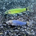 Сиамский водорослеед GloFish